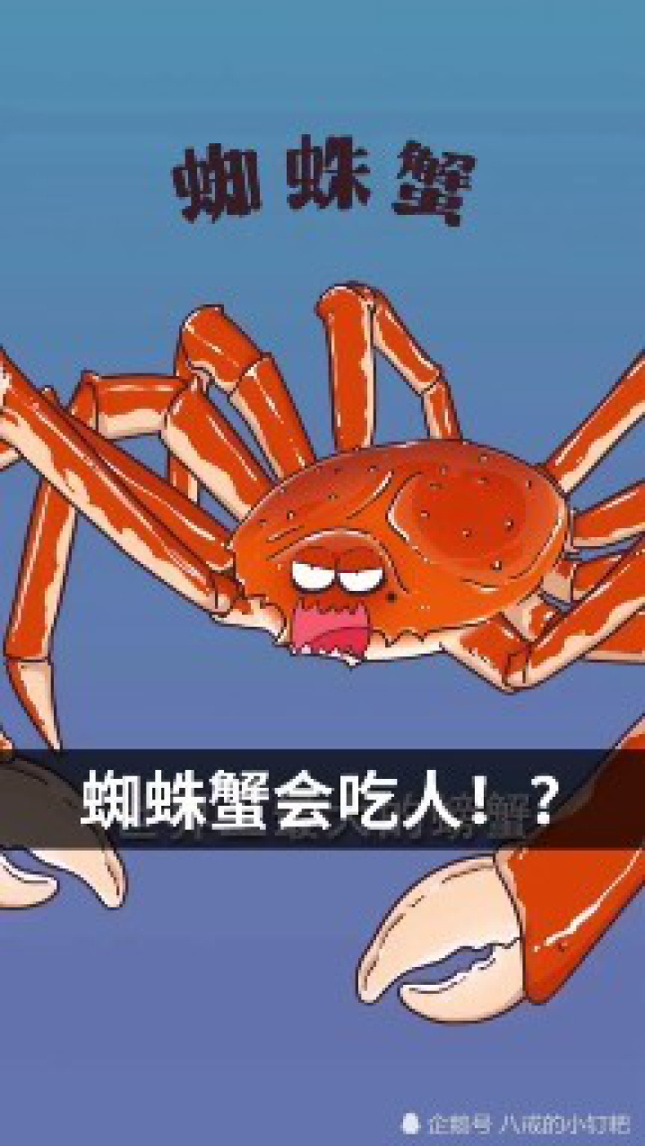 蜘蛛蟹会吃人?它是全村最后的希望!
