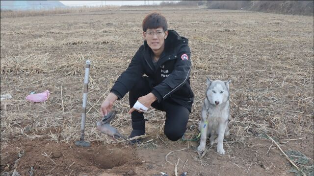 一只鸽子死在了车底下,大胖决定把它埋葬,谁知二哈却接连阻拦