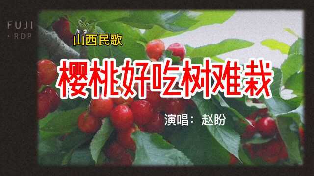 山西民歌《樱桃好吃树难栽》|演唱:赵盼(山西.交城)#国风音乐#