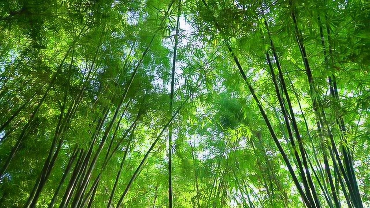 西樵山四方竹园