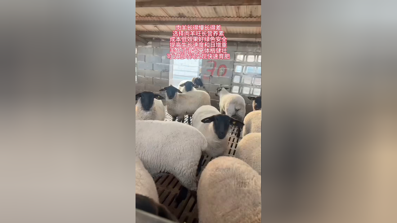 视频】肉羊生长缓慢愁坏养殖户，利用肉羊旺长营养素力挽狂澜_生态养殖效果展示视频_生态养殖视频_高效生态养殖技术网