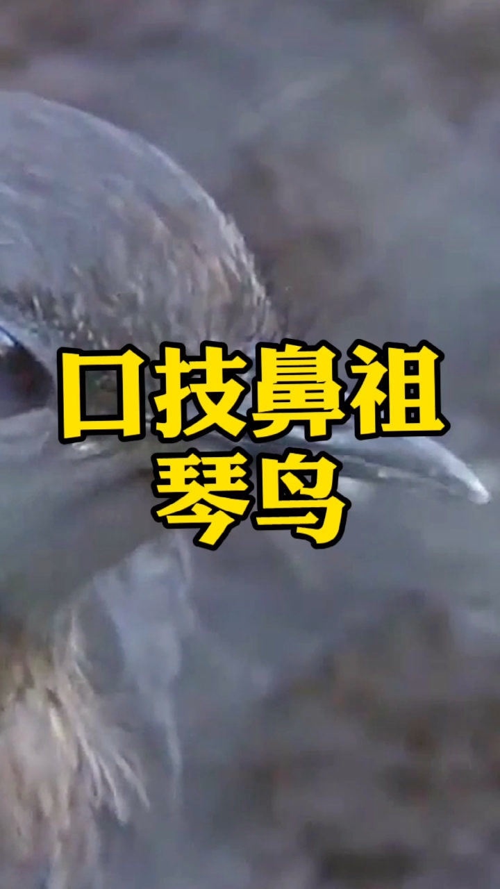 雄琴鸟以求偶时炫耀的姿态和富于模仿的鸣叫而闻名甚至能模仿机械声音