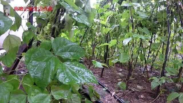 夜晚听雨声睡一个好觉