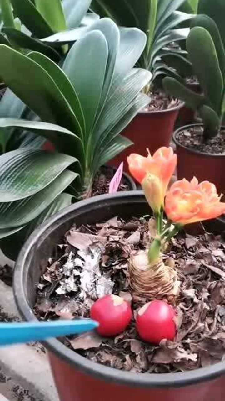 君子兰怎样授粉结果