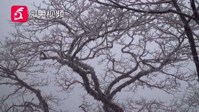 美呆了!气温骤降 雷公山现雾凇景观