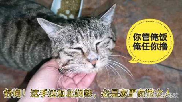 猫咪:你管俺饭,俺任你撸,保证没有额外收费