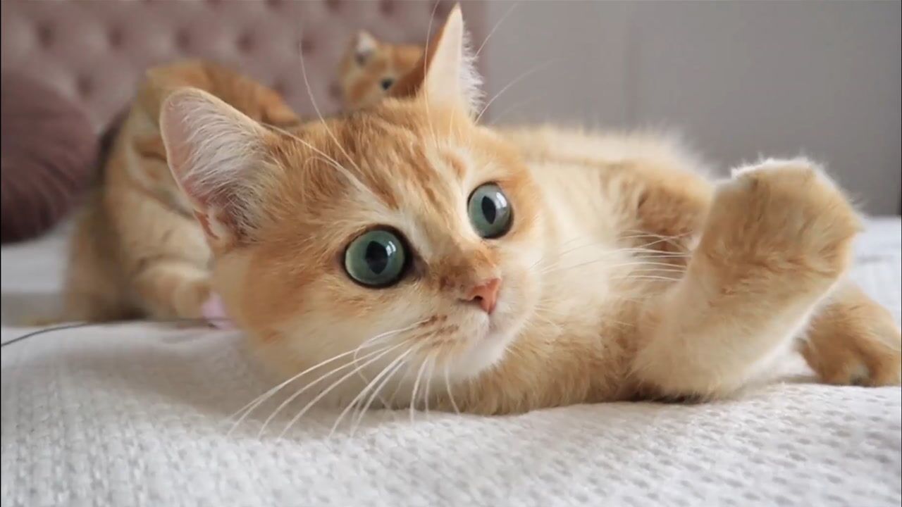 大眼猫咪太可爱了,网友:眼睛都占满屏了