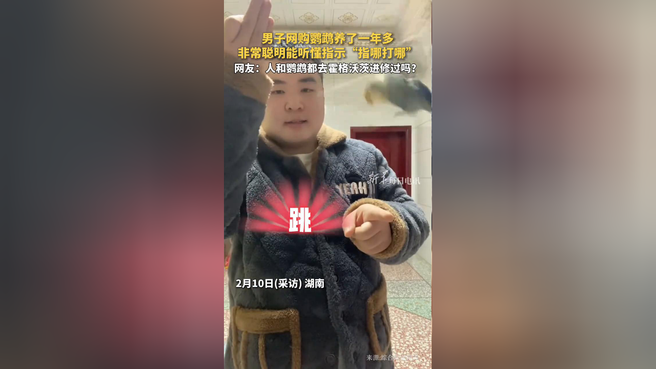 男子网购鹦鹉养了一年多,非常聪明能听懂指示“指哪打哪”_腾讯新闻