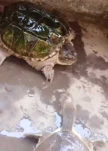 甲鱼和乌龟相搏,接下来的一幕,知道了谁才是真的王者!