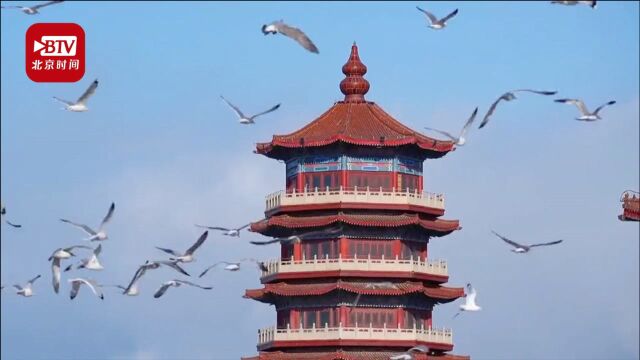 你来八仙渡海口看海鸥了吗?山东蓬莱数千海鸥逐浪展翅 海天一色美不胜收