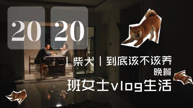 vlog生活|记录我和小柴,柴犬到底该不该养,看看小七你就知道了