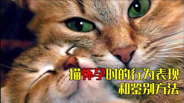 猫怀孕时的行为表现和鉴别方法