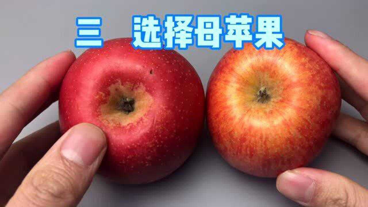 买苹果公母一定要分清牢记3个技巧挑的苹果个个肉甜又新鲜