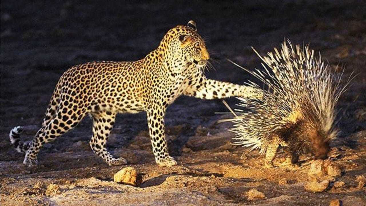 狮子老虎都不敢轻易招惹的豪猪,到底有多可怕?