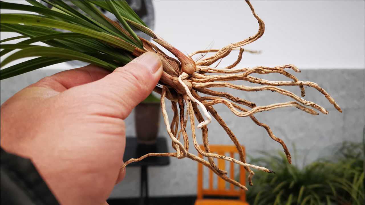 3个多月没浇水的兰花空根了怎么办兰友这样处理才正确