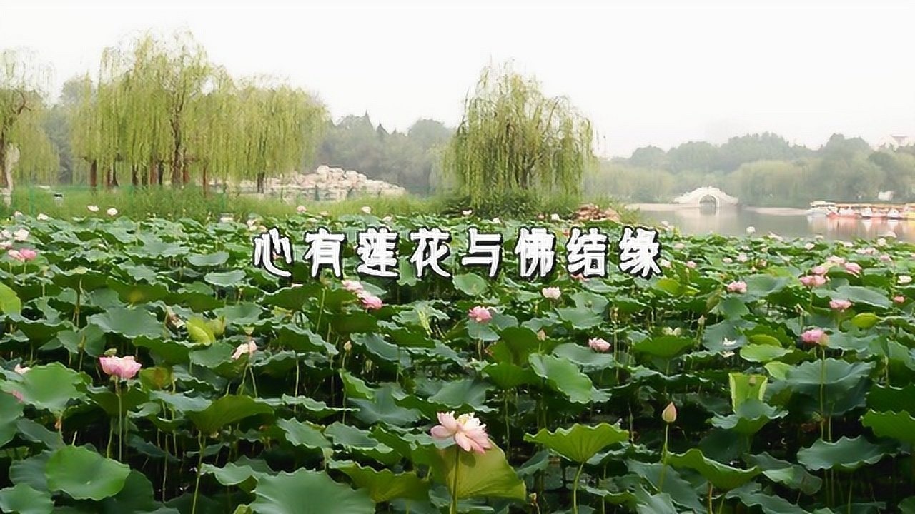 《心有蓮花與佛結緣》_騰訊視頻