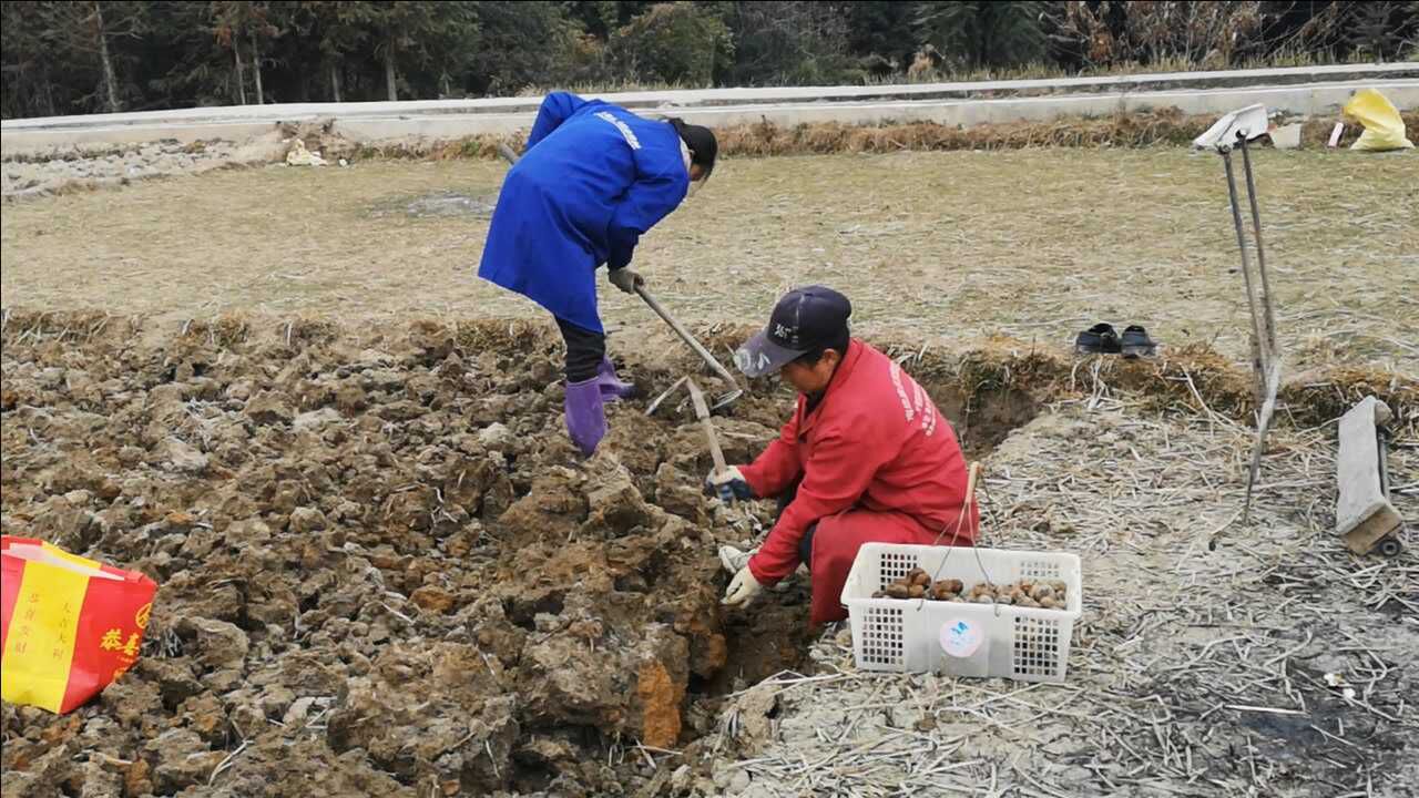 农村新型种植行业,一亩地能收入20000元,看看种植的是什么腾讯视频