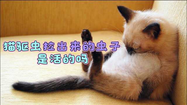 猫驱虫拉出来的虫子是活的吗