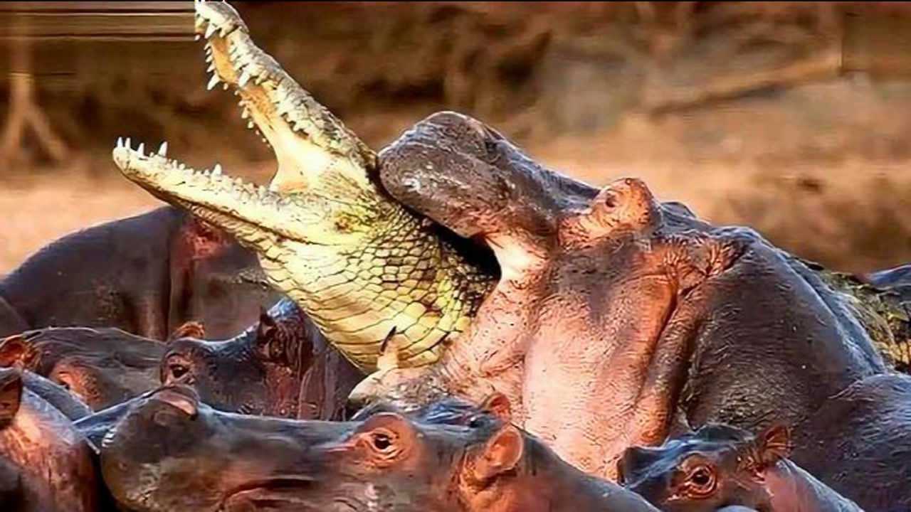 鳄鱼再牛也不敢惹它,咬合力超过2000磅,就连狮子也怕!