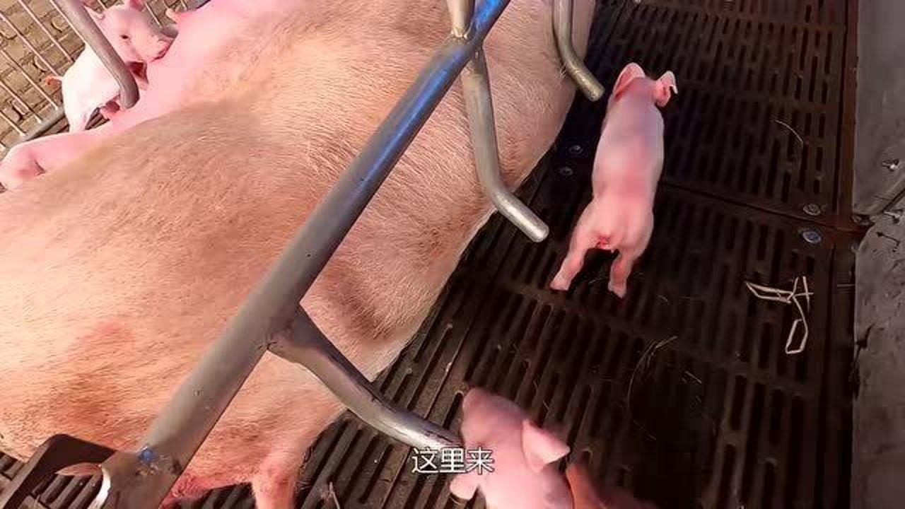 家养的大白母猪,生了一窝小猪崽,现在小伙在给它们剪牙齿