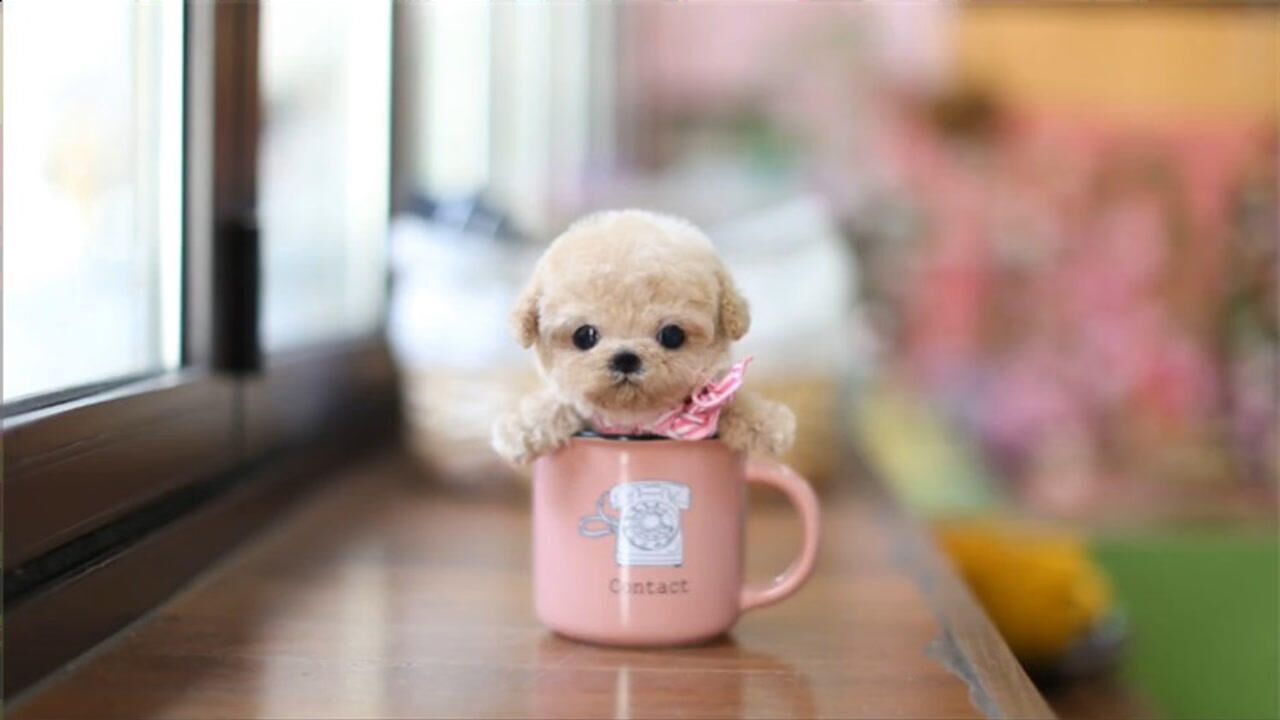 萌萌的茶杯犬原来如此痛苦看完之后你还想养茶杯犬吗