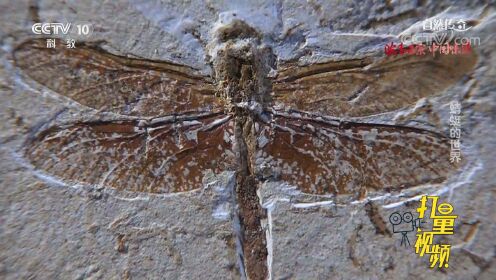 3亿年前翼展超70厘米的蜻蜓，它是如何变成化石的？