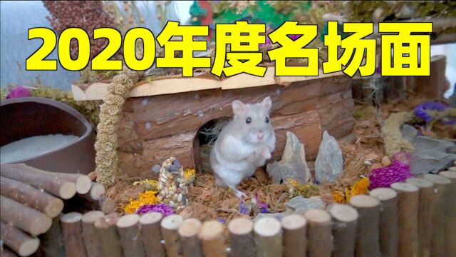 2020年度猫片名场面?这才是猛男该看的视频!