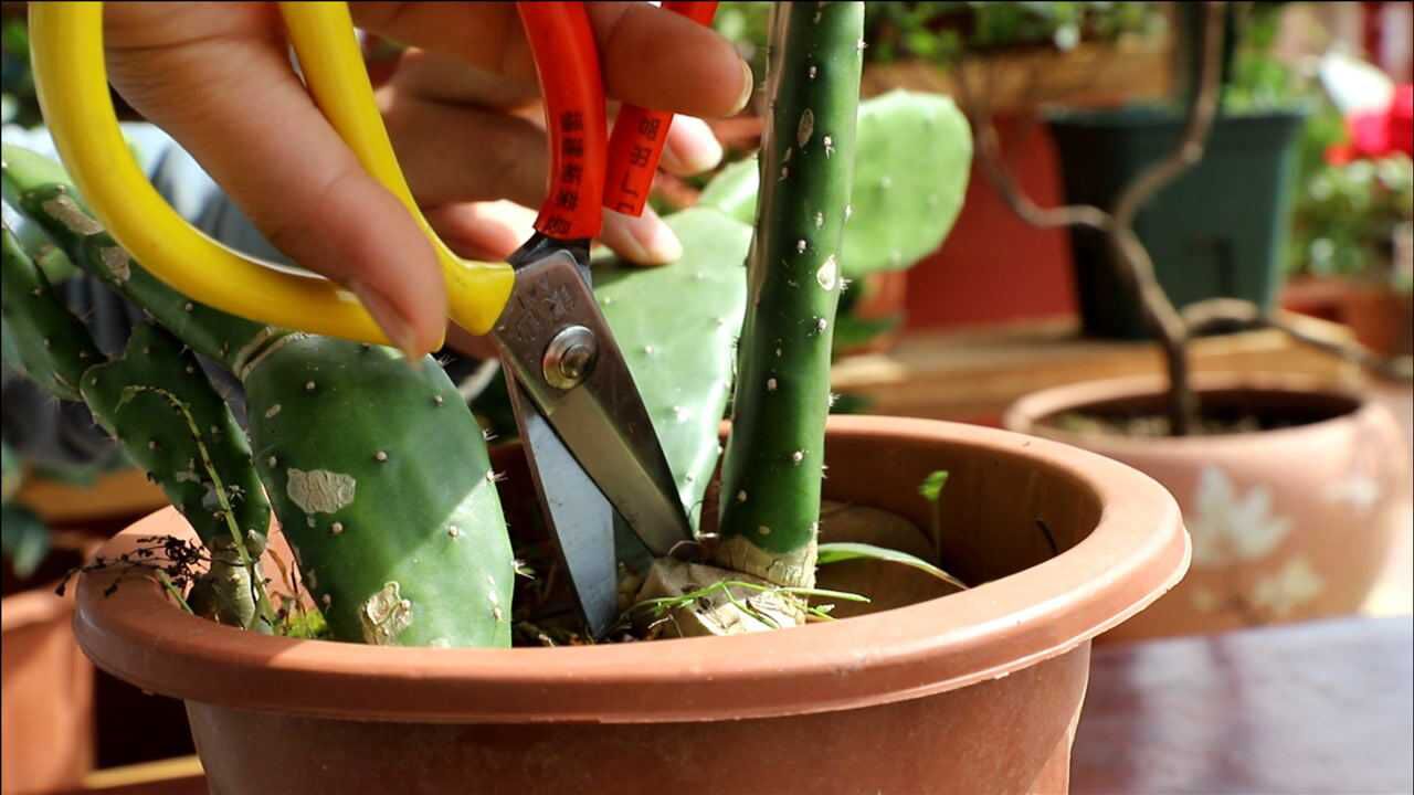 扦插仙人掌,真的有手就行,最容易扦插成活