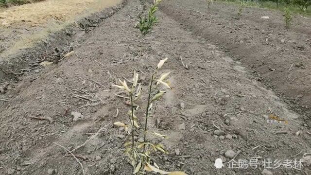 还在为新种果苗缺水干枯掉叶而发愁吗其实一张防草布就能解决问题