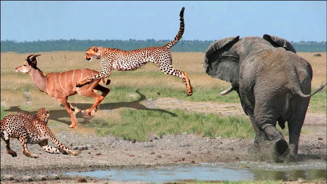 弱肉强食动物界 愤怒大象攻击猎豹