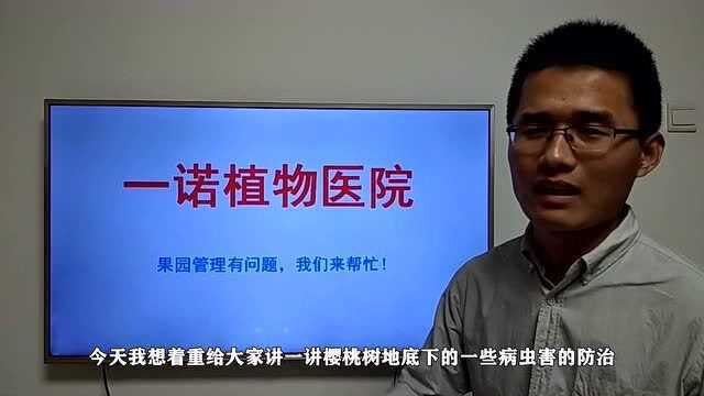 樱桃桃树根部病害—根癌病和茎基腐病,具体防治方法来了(一)