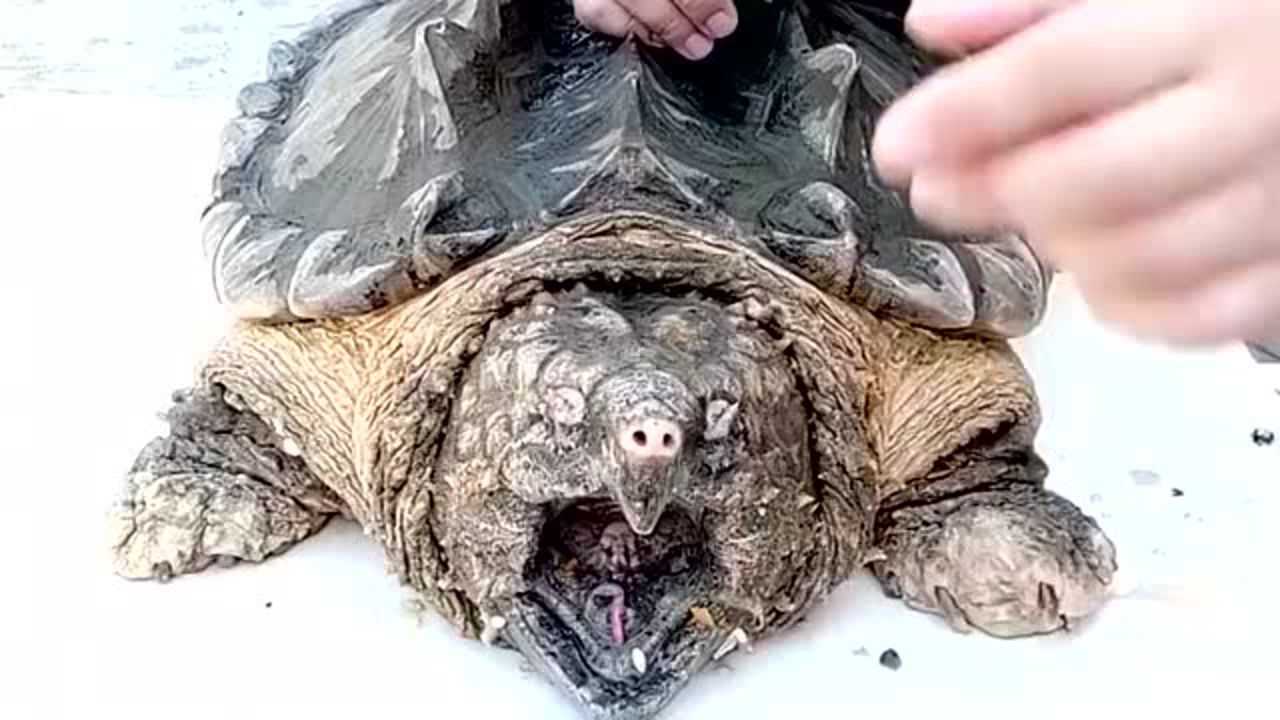 小伙测试鳄龟的咬合力,易拉罐直接咬断,真是太凶猛了!