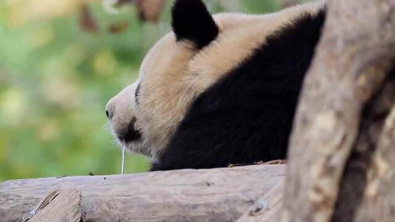 熊猫痴呆流口水表情包图片