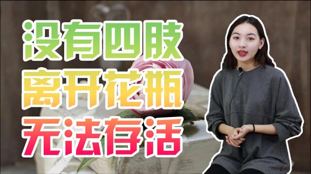 没有四肢,离开花瓶无法存活的花瓶姑娘,这江湖骗术是怎么做到的