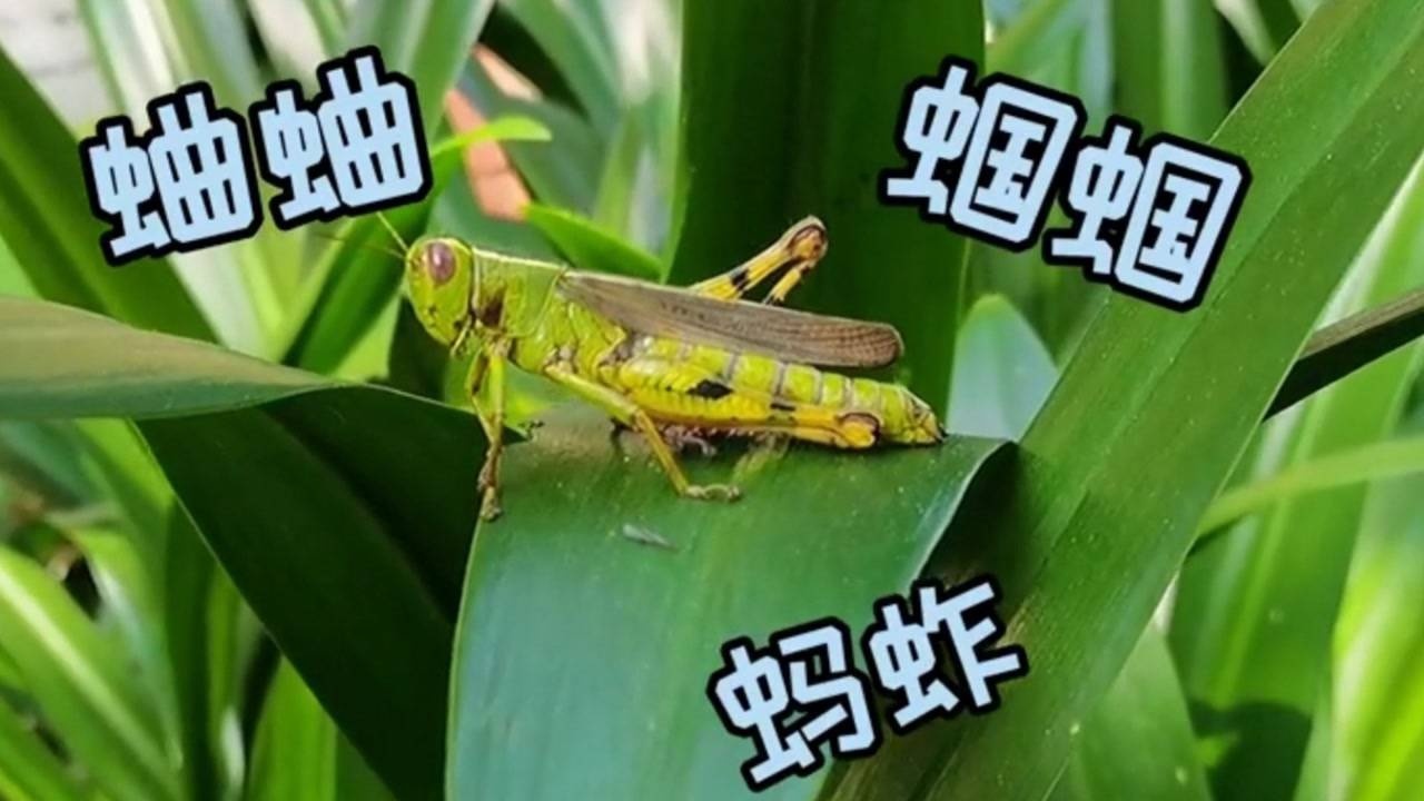 带您认识蛐蛐,蝈蝈,蚂蚱和蚱蜢的区别_腾讯视频