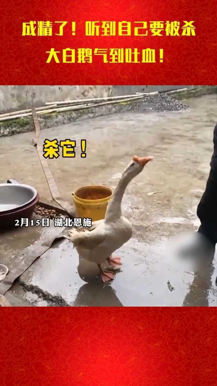 成精了大白鹅听到主人要杀了它被气到吐血
