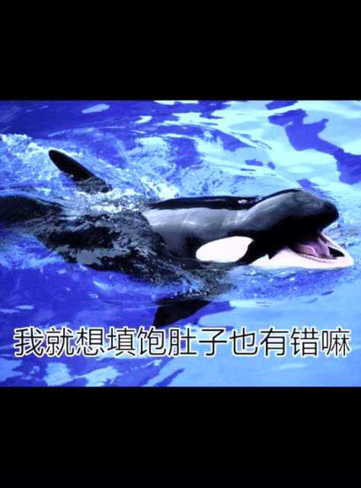 座头鲸和虎鲸到底什么仇不惜千里来搅局