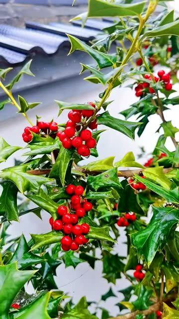 老屋墙角的枸骨树枸骨丹心映月明雪雨风霜不老松大自然的馈赠