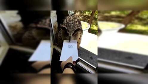 俄鸟类学家收到一只猫头鹰送来的信，它却不松口，最后跟对暗号一样松口了