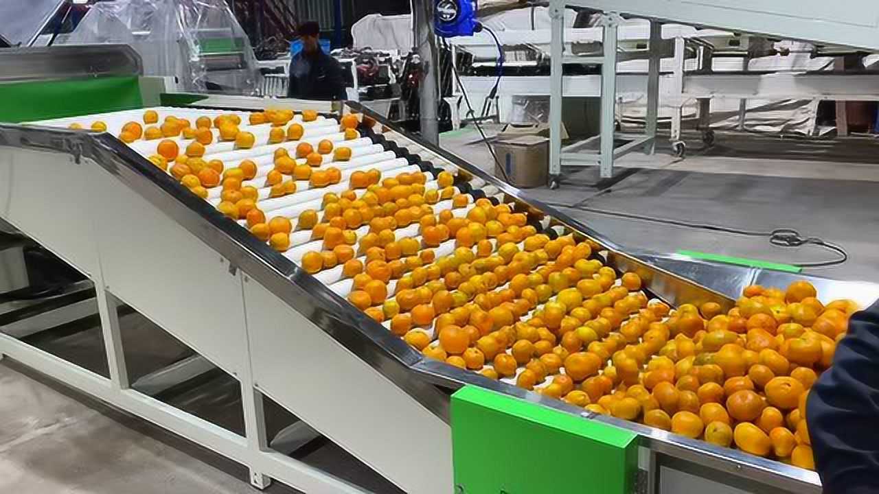 橘子打蜡机柑橘分选机