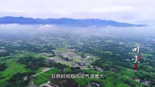 川味:四川火锅吃法讲究,涮鸭肠要七上八下,涮毛肚要三提三摆!