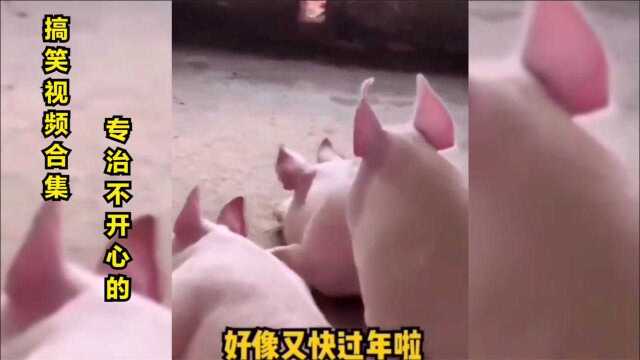 盘点:专治不开心的搞笑视频,这样的猪你舍得杀吗,太可爱了