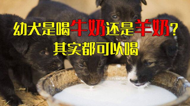 断奶的幼犬是喝牛奶还是羊奶?其实牛奶羊奶都可以喝