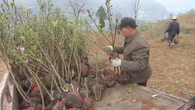 (电视通稿ⷥ›𝥆…ⷧ”Ÿ态)陕西旬阳:义务植树添新绿