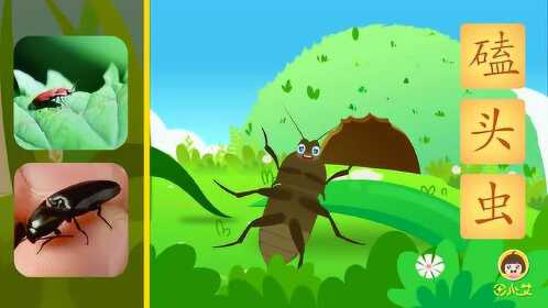 第48集 汉字大全 昆虫科普之磕头虫