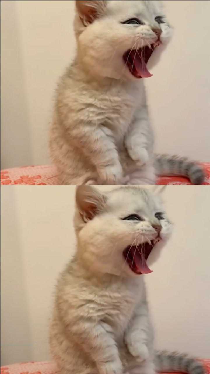 奶凶奶凶的小猫咪,来他们给狠一个,被萌翻了有没有