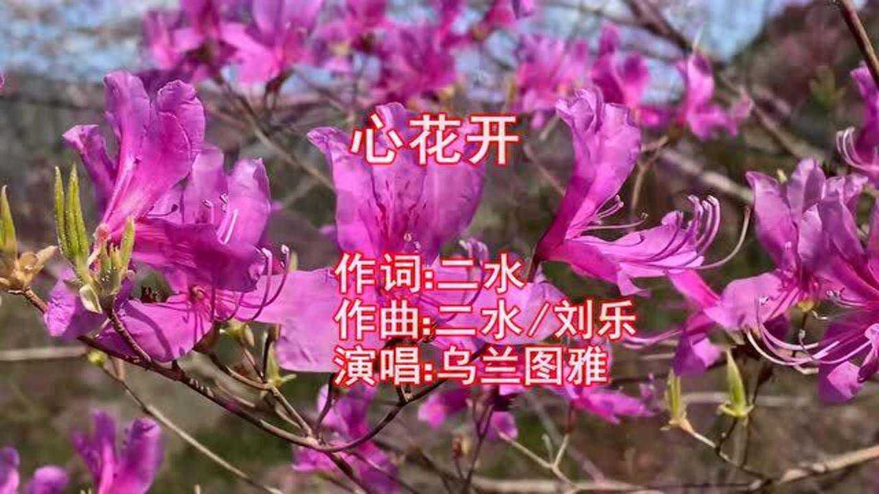 乌兰图雅一曲《心花开》歌声醉人,甜美柔情,如沐春风