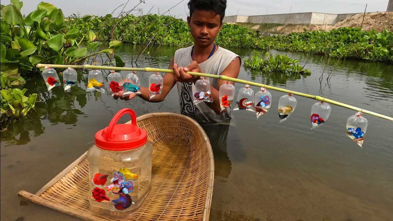 小哥野外去抓金鱼,蓝色的金鱼好漂亮,一小袋10块,有人要吗?_腾讯视频