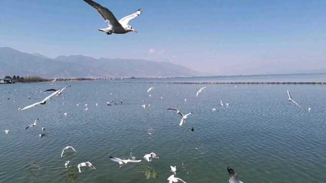 破浪揖鱼,鸥击长空