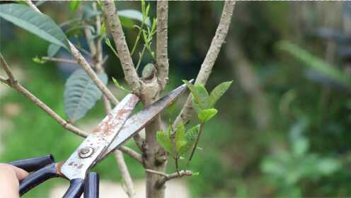 如果桂花没长新芽，就给它“狠剪一刀”，新芽从根部长到顶部